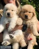 Beautiful Scarlet face Golden Retriever Puppies