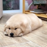 Oustanding and cute  Golden Retriever Puppies Available