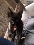 Black Kitten