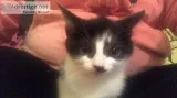 Kitten  Aberdeen