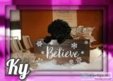 Ky Female Mini Poodle