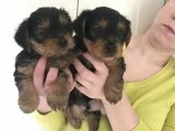 Well socialized Male and Female Yorkie puppies