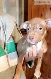 3 male Colby pitbull terriers