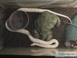 Albino Corn Snake wGlass Terarium