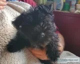 Mini schnauzer female pup for sale