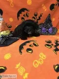 Female Yorkie-Poo Puppy