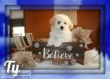 Ty Male Mini Poodle