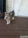 male minature schnauzer