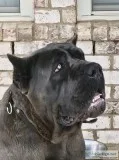 Cane Corso Puppies Both parents imported Champion Bloodlines