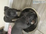 6 week Blue nose pitt