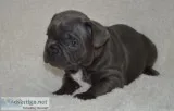 FRENCH-BULLDOG Puppies