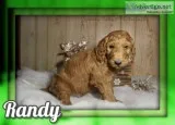 Randy Male AKC Standard Poodle