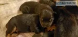 Rottie Pups