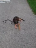Handling your dog off the leash