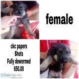 GSD pups