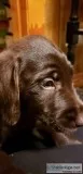 Labradoodle puppies