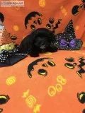 Female Yorkie-Poo Puppy
