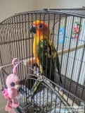 Sun Conure rehome
