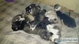 Sheperd x husky pups 4 sale