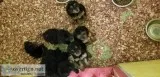 Standard poodle pups