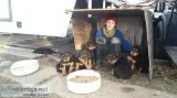 Airedale Terrier Puppies for Sale