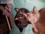 Fur Babies in need of new Home