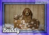 Buddy Male AKC Standard Poodle