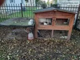 2 dutch rabbits