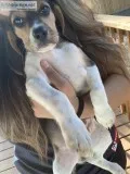 Biscuit the Beagle
