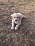 Golden Retriever Puppies available 111619