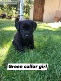 Black lab Pups