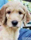 Golden Doodle