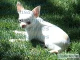 Tiny Apple Head Adult Female Chihuahua