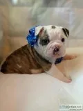 Full blooded AKC English Bulldog puppies