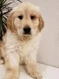 Golden Retriver Puppies