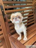 Looking to &rdquorehome our Shih tzu&rdquo
