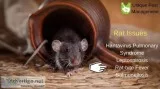 Bed bugs control services in Chennai