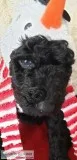Beautiful Standard Poodle Puppies