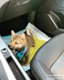 Male Shiba-Inu Puppy
