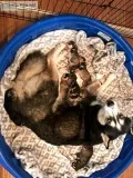 Pure bred Husky Puppies