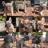French Bulldog Puppies