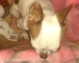 AKC Adult Female Chihuahua Chocolate n White