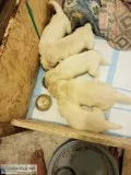 GREAT WHITE PYRANEES PUPPIES 2 FEMALES 3 MALES