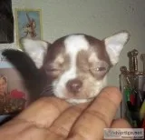Apple Head Tiny Female Chocolate n White