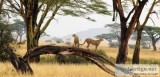 Tanzania Luxury Safari Packages Offered By Blessing Safaris