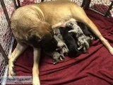 Daniff Puppies