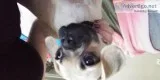 Puggle