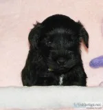 MINIATURE SCHNAUZER PUPPIES