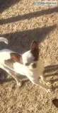 AKC Young Adult Female Chocolate n White Female
