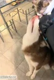 Two Red Coat Full Bred Siberian Huskies